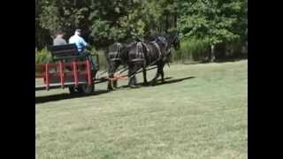 Percheron Draft Horses For Sale!!