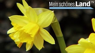 Osterstimmung im Emsland - die schönsten Höfe Norddeutschlands (NDR)