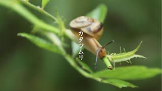 雨の日のカタツムリ Snail #Shorts