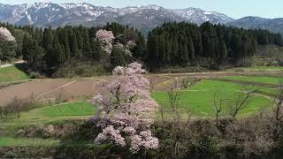 向野の桜 Sバージョン