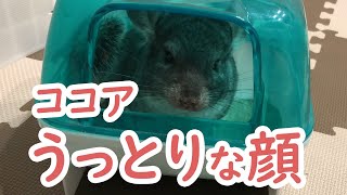 【チンチラ】カイカイをさせてくれたツンデレのココアがうっとり顔になる