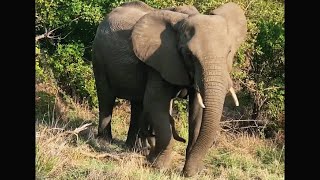 Elephant Sighting at Kruger | 30 December 2024