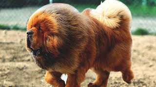 The Powerful Massive Defender - Tibetan Mastiff