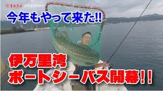 伊万里湾 早朝シーバス釣り【つり具のまるきん釣り情報】