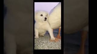 Cute And Funny Pets Compilation