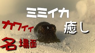 【ミミイカ】かわいい隠れるシーン ゆるり癒しの瞬間 Bobtail squid