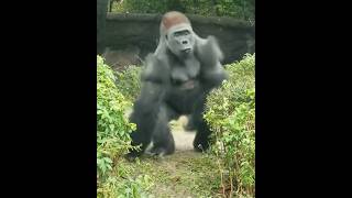 Michtison want to do with Gorilla? #telugu #facts #amazingfacts #trending #shortfeed #viralvideo