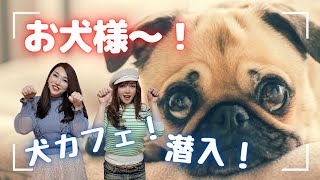 新宿歌舞伎町に出来た犬カフェに潜入🐶ワンちゃんの可愛いさにニューハーフ母性炸裂😁🥰