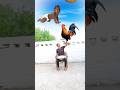 Flying crying babies Catching vs Scooter, rabbit vs spider lizard Funny 🤣 vfx magic 😄 #trending