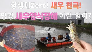 항생제Zero!  새우 천국!   //  영광 새우양식장에 무슨 일이??