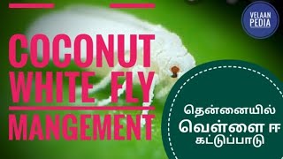 Coconut whitefly control| தென்னை வெள்ளை ஈ கட்டுப்பாடு | velaan pedia