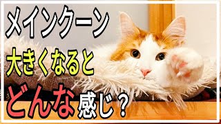 実際メインクーンを飼うとこうだよっていう事ＴＯＰ５【1歳7ヶ月♂】