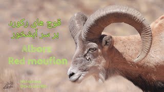 قوچ های رکورد بر سر آبشخور