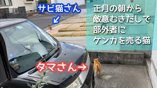 【ついに共演】ひと回りデカいサビ猫に勇敢に立ち向かう野良猫