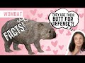 WOMBAT | Animal Fun Facts | (For Kids)