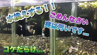 水換えします！(グッピー水槽)