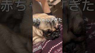 人間の赤ちゃん抱いてるかとおもった。。可愛いすぎwwwww #shorts #shortvideo #dog #パグ #犬 #pug