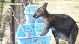 【東山動植物園公式】朝ごはん。その食べ方もちょっとクセがw《 ベネットアカクビワラビー　ワラビー 》