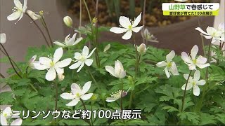 春を彩る山野草 愛好家が育てた約100点を展示【佐賀県】 (22/04/08 18:25)