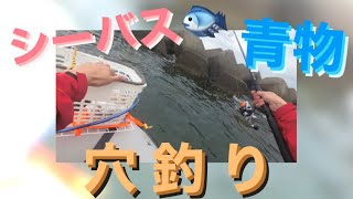 【東京湾　青物・シーバス祭！？】千葉県　２馬力ボート釣行　#6