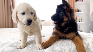 German Shepherd Puppy and Golden Retriever Puppy Playing for the First Time!