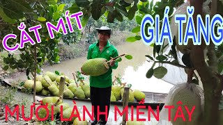 cắt mít thái hôm nay GIÁ MÍT TĂNG nghe bà có con/ mười lành miền tây \