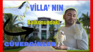 BEŞ MİLYONLUK EVİN BALKONUDA #güvercin /ALTI TAKIM KELEBEK GÜVERCİN