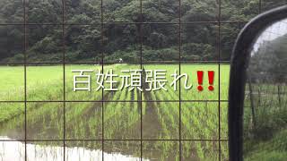 2021年6月26日。楽農稲作。37株の疎植田植え機は必要ない理由。 稲作が窒素肥料だけで良い理由。