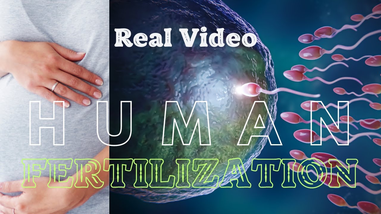 Human Fertilization Real Video |Fertilization Class 10 | Fertilization ...