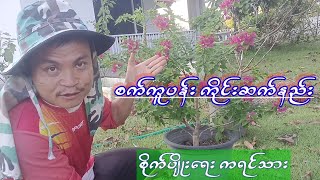 agriculture စက်ကူပန်းကိုင်းဆက်နည်း စိတ်ဝင်စားရင်ဝင်ကြည့်လိုက်ပါ စိုက်ပျိုးရေးကရင်သား