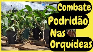 🌧️ Como Proteger Suas Cattleyas da Chuva – Dicas Essenciais para Evitar o Apodrecimento! 🌿💦