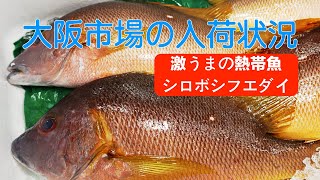 【中央市場】「世界一美味しい熱帯魚！？　シロボシフエダイのネット評価が凄い」White Snapper: The World’s Most Delicious Tropical Fish!