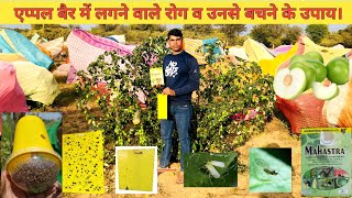 एप्पल बैर में लगने वाले सभी रोगों व कीटो से बचने के उपाय। Apple Ber Farming। Thai Apple Ber🍏