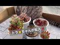 【多肉植物】多肉植物を購入したらどうする❓水の欲しい子いらない子でも寄せちゃう😅amour garden.succulent