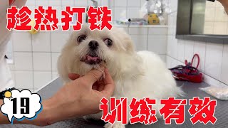 校长趁热打铁，给奶酥滴眼药水，竟然连牙齿都可以摸了！【犬道app】