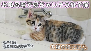 お風呂場で寝そうになっちゃう子猫【お嬢の猫日記 / OJO- CAT DAILY】