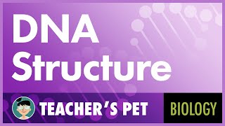 DNA Structure