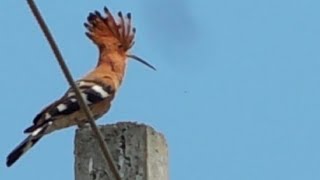 Hoopoe calls