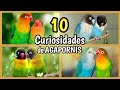 AGAPORNIS - 10 Curiosidades de los Agapornis, Inseparables o Pájaros del Amor