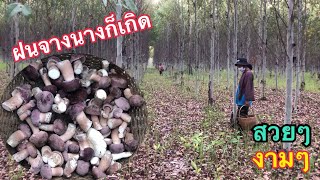 EP.510 ดอกงามๆยามเช้า🍄เก็บเห็ดผึ้งขม(เห็ดยูคา)หลังฝน04/05/64)