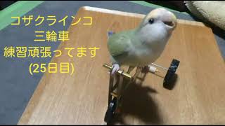 コザクラインコぴーちゃん　三輪車練習中　peach faced lovebird