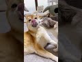 猫のおねだりに一所懸命応える柴犬 shorts