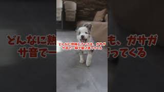 雑学『犬の行動あるある』前編#shorts 、＃犬、＃雑学、＃犬雑学、＃いぬ、＃豆知識、＃愛されているサイン、＃VOICE VOX（青山龍星）