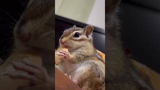 【ASMR 1.】  カリカリのパンを心地いい音で食べるシマリス🍞🐿️  ※手ぶれご容赦ください🙇   #asmr  #カリカリ #咀嚼音  #シマリス