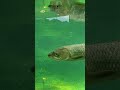 grass carp 草魚 草鱼