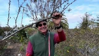 Restorative pruning with our  friend, Chris.