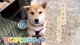 子犬(超巨)が帰宅すると全力で喜ぶ柴犬家族が可愛いw