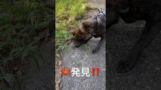 甲斐犬　楽くん散歩で🦀発見‼️ 再び　#shorts #甲斐犬 #蟹