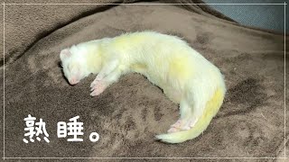 何をしても起きないフェレットが超かわいい