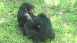 We are very good friends! by Max and Mikan  僕らはとても良い友達だよ！マックスとミカン　Chimpanzee  Tama Zoological Park